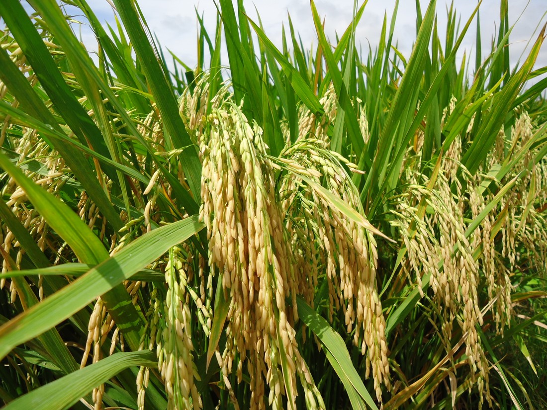 Gạo Thái Bình Thịnh